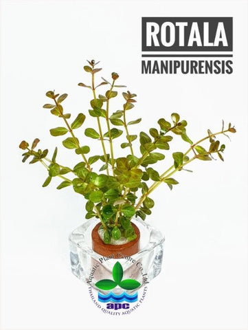 Rotala rotundifolia manipurensis Nature Aquarium