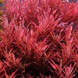 Rotala rotundifolia reddish (Vietnam) Nature Aquarium