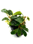 Bucephalandra