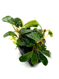 Bucephalandra