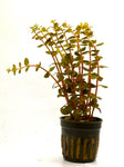 Rotala Orange Juice