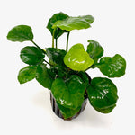 Anubias Barteri Round Golden Coin Nature Aquarium