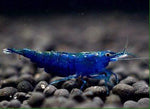 BLUE DIAMOND SHRIMP Nature Aquarium