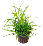 Juncus Repens Nature Aquarium