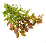 Ludwigia Repens bundle Nature Aquarium