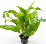 Microsorum Pteropus ‘Broad Leaf’ for sale canada Nature Aquarium