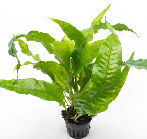 Microsorum Pteropus ‘Broad Leaf’ for sale canada Nature Aquarium