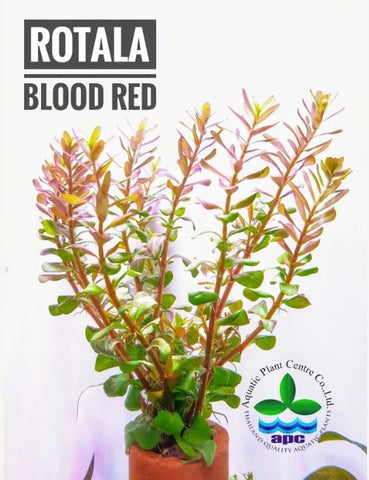 Rotala rotundifolia blood red Nature Aquarium