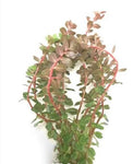 Rotala rotundifolia reddish (Vietnam) Nature Aquarium