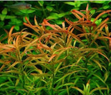 rotala sp. araguaia red cross Nature Aquarium