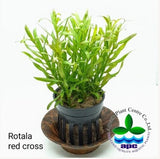 rotala sp. araguaia red cross Nature Aquarium